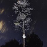 Die Wirkung der Sonne auf dem Wasser, ein gefällter Baum und eine tapfere Braut, die darauf liegt