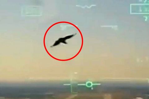 Kampfjet stürzt in US-Wohngebiet: Cockpit-Video zeigt Vogelschlag
