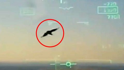 Kampfjet stürzt in US-Wohngebiet: Cockpit-Video zeigt Vogelschlag