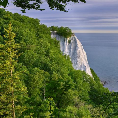 Kreidefelsen auf Rügen