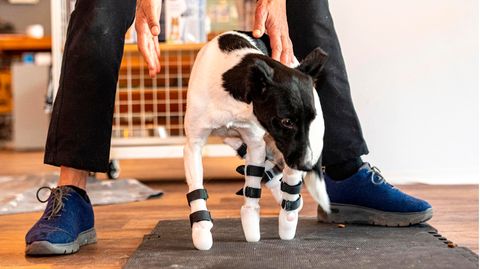 Bim, der schwerstverletzte Hund aus der Ukraine, steht mit Unterstützung von Beinprothesen auf einer Matte