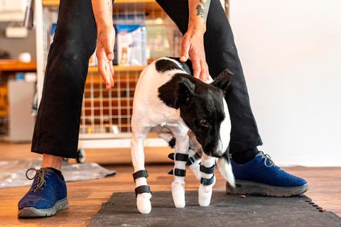 Bim, der schwerstverletzte Hund aus der Ukraine, steht mit Unterstützung von Beinprothesen auf einer Matte