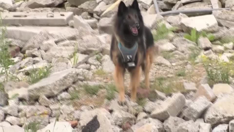 Video: Mexiko: Rettungshunde sollen bei Naturkatastrophen helfen Video: Mexiko: Rettungshunde sollen bei Naturkatastrophen helfen