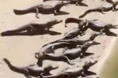 Vermeintliche Schockaufnahmen: Krokodile "besetzen" Strand in Brasilien