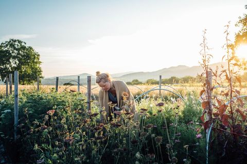 Herbstlaune: Im Markgräflerland liegt das Feld von Malin Lüth. Auch nach dem Sommer blühen hier Blumen in bunten Farben
