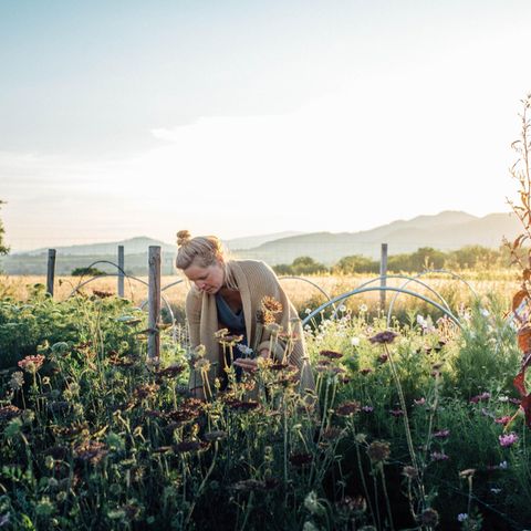 Herbstlaune: Im Markgräflerland liegt das Feld von Malin Lüth. Auch nach dem Sommer blühen hier Blumen in bunten Farben