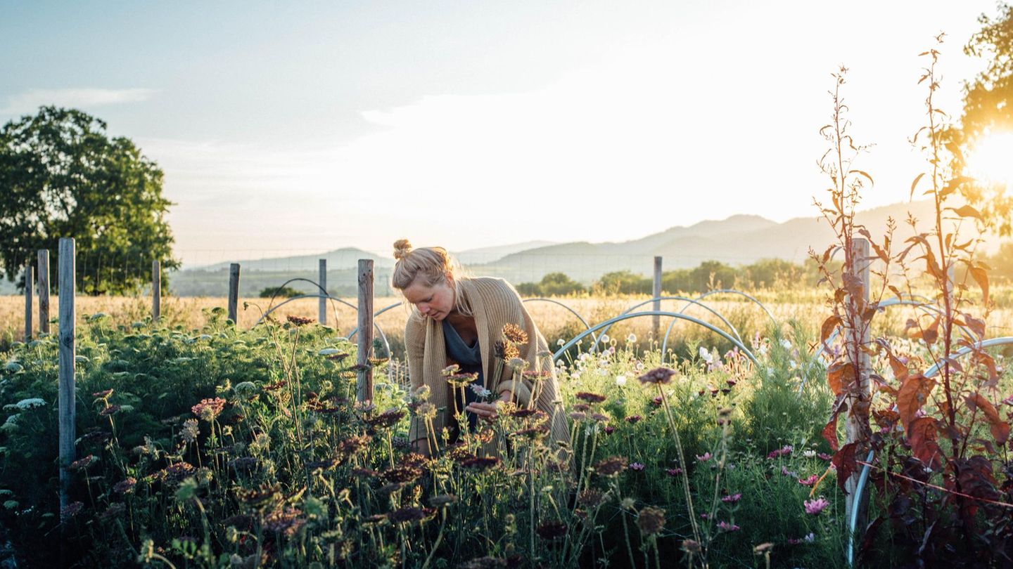 Slowflower-Bewegung: Herbstlaune: Im Markgräflerland liegt das Feld von Malin Lüth. Auch nach dem Sommer blühen hier Blumen in bunten Farben Herbstlaune: Im Markgräflerland liegt das Feld von Malin Lüth. Auch nach dem Sommer blühen hier Blumen in bunten Farben