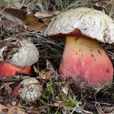 Zwei Pilze mit roten Stiel und weißem Hut