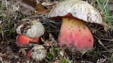 Zwei Pilze mit roten Stiel und weißem Hut