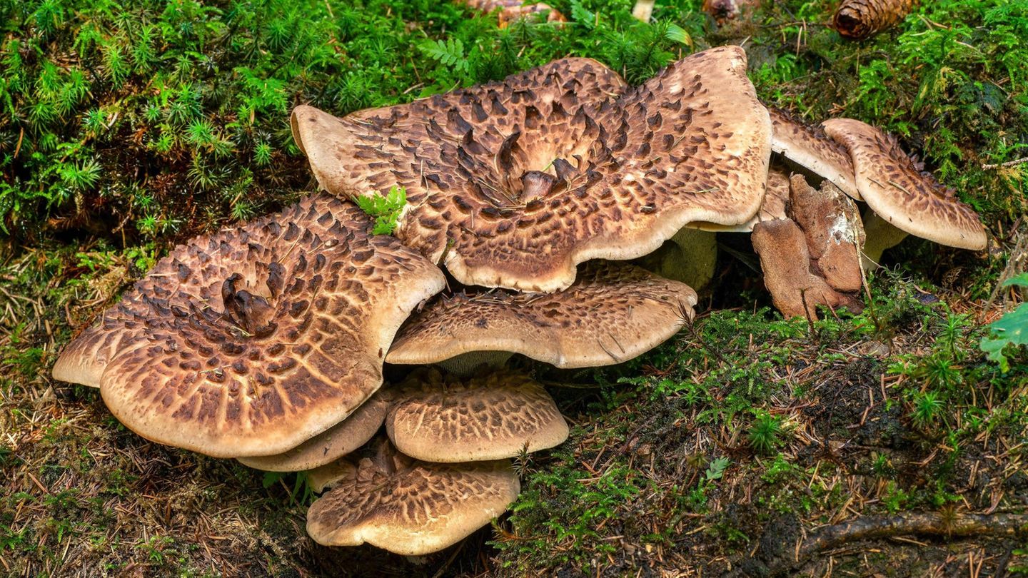 Schuppiger Pilz Schuppiger Pilz