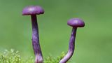 Sieht giftig aus, ist es aber nicht. Der Violette Lacktrichterling ist grundsätzlich essbar. Allerdings kann die Art arsenhaltige Verbindungen aus dem Boden aufnehmen und sollte deshalb nur in geringen Mengen verzehrt werden. Pilze gibt es in allen erdenklichen Farben