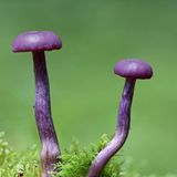 Sieht giftig aus, ist es aber nicht. Der Violette Lacktrichterling ist grundsätzlich essbar. Allerdings kann die Art arsenhaltige Verbindungen aus dem Boden aufnehmen und sollte deshalb nur in geringen Mengen verzehrt werden. Pilze gibt es in allen erdenklichen Farben