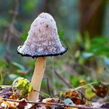 Pilz mit schwarzem Hutrand