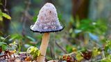 Pilz mit schwarzem Hutrand