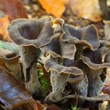 Klingt gefährlicher als sie ist: Die Totentrompete verdankt ihren Namen dem dunklen trompetenförmigen Fruchtkörper, der bis zu den Totengedenktagen im November zu finden ist. Giftig ist die Toten- oder Herbsttrompete nicht. Im Gegenteil: Sie ist ein exzellenter Speisepilz mit einem würzigen Aroma, der auch getrocknet angeboten wird