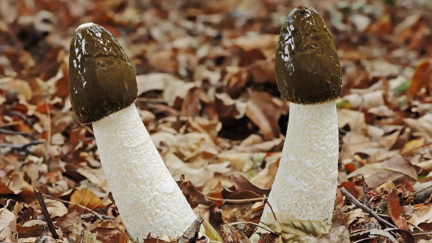 zwei Stinkmorcheln