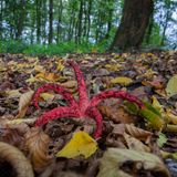 Rosaroter Pilz mit fünf Armen