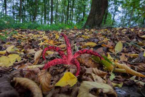 Rosaroter Pilz mit fünf Armen