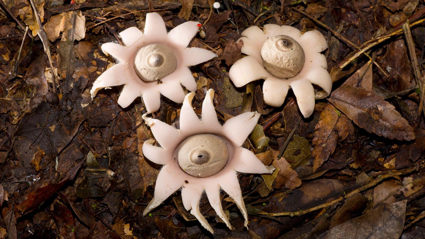 Drei helle, sternförmige Pilze