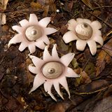 Drei helle, sternförmige Pilze