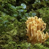 Weißlich-gelber, verzweigter Pilz