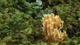 Weißlich-gelber, verzweigter Pilz