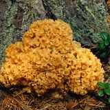 Erinnert an einen Badeschwamm, ist aber ein sehr gesuchter Speisepilz: Die Krause Glucke. Der Pilz dringt durch Verletzungen an Nadelbäumen in deren Stamm ein und lebt dann parasitisch    