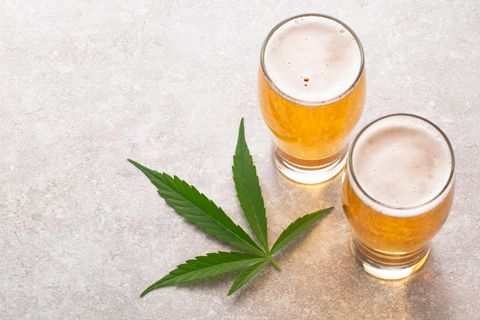 Trend oder Schnapsidee? Zwei Gläser Bier und das Blatt einer Hanfpflanze