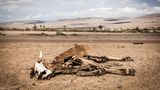 Verendetes Rind der Region Laikipia / Kenia: Die Kühe sterben als erstes, weil ihnen das Gras zum Weiden fehlt. Ihre Milch aber sichert eigentlich das Überleben der Menschen vom Stamm der Samburu in Laikipia.