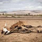Verendetes Rind der Region Laikipia / Kenia: Die Kühe sterben als erstes, weil ihnen das Gras zum Weiden fehlt. Ihre Milch aber sichert eigentlich das Überleben der Menschen vom Stamm der Samburu in Laikipia.