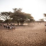 Ein Junge mit den Ziegen seiner Familie unterwegs zu einer zentralen Wasserstelle nahe Lokichar / Turkana: In die Schule kann er nicht, weil er auf das Vieh aufpassen muss. Die Älteren sind mit den letzten Rindern in die umliegenden Berge gezogen, nur dort gibt es noch etwas um Grasen. Ziegen können immerhin die Blätter an den Sträuchern fressen.