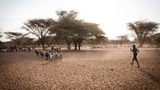 Ein Junge mit den Ziegen seiner Familie unterwegs zu einer zentralen Wasserstelle nahe Lokichar / Turkana: In die Schule kann er nicht, weil er auf das Vieh aufpassen muss. Die Älteren sind mit den letzten Rindern in die umliegenden Berge gezogen, nur dort gibt es noch etwas um Grasen. Ziegen können immerhin die Blätter an den Sträuchern fressen.