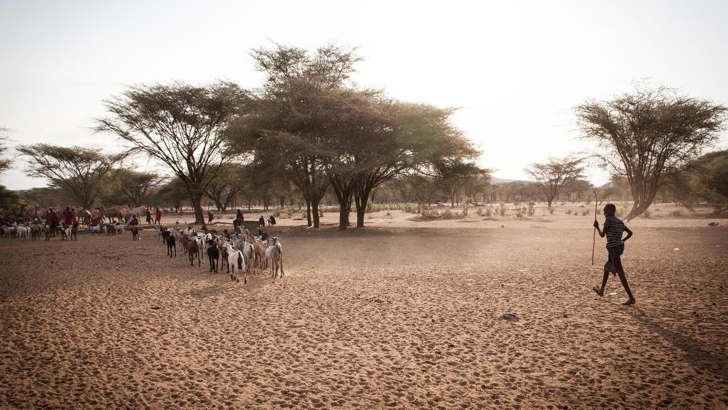 Ein Junge mit den Ziegen seiner Familie unterwegs zu einer zentralen Wasserstelle nahe Lokichar / Turkana: In die Schule kann er nicht, weil er auf das Vieh aufpassen muss. Die Älteren sind mit den letzten Rindern in die umliegenden Berge gezogen, nur dort gibt es noch etwas um Grasen. Ziegen können immerhin die Blätter an den Sträuchern fressen.