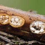 Der Tiegelteuerling ist nur wenige Zentimeter groß. Gleichwohl lohnt er den näheren Blick. Seine verhältnismäßig großen Sporen liegen wie Münzen in einer Art Schüssel, dem Tiegel. Auftreffende Regentropfen schleudern sie heraus und verbreiten sie in einem großen Umkreis