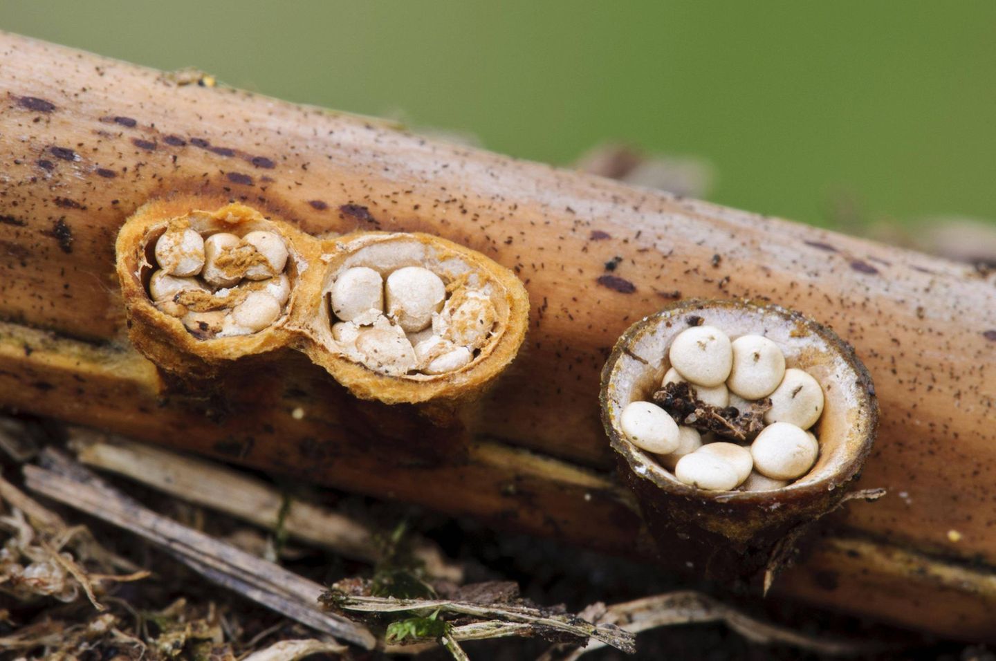 Waldpilze: Der Tiegelteuerling ist nur wenige Zentimeter groß. Gleichwohl lohnt er den näheren Blick. Seine verhältnismäßig großen Sporen liegen wie Münzen in einer Art Schüssel, dem Tiegel. Auftreffende Regentropfen schleudern sie heraus und verbreiten sie in einem großen Umkreis Der Tiegelteuerling ist nur wenige Zentimeter groß. Gleichwohl lohnt er den näheren Blick. Seine verhältnismäßig großen Sporen liegen wie Münzen in einer Art Schüssel, dem Tiegel. Auftreffende Regentropfen schleudern sie heraus und verbreiten sie in einem großen Umkreis