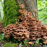 Pilze an einem Baumstamm