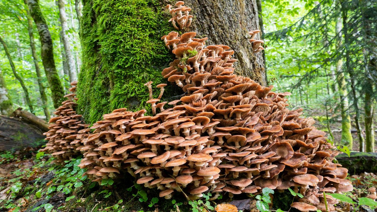 Pilze an einem Baumstamm