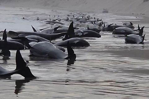 Schwarze tote Wale liegen an einem Strand