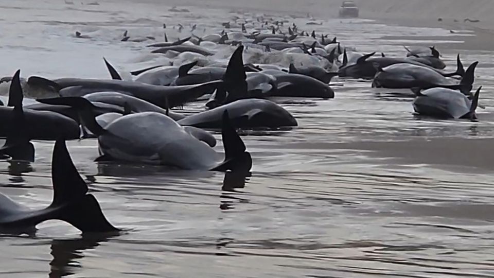 Schwarze tote Wale liegen an einem Strand
