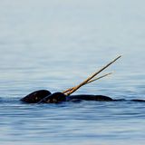 Seltsames Tier Narwal