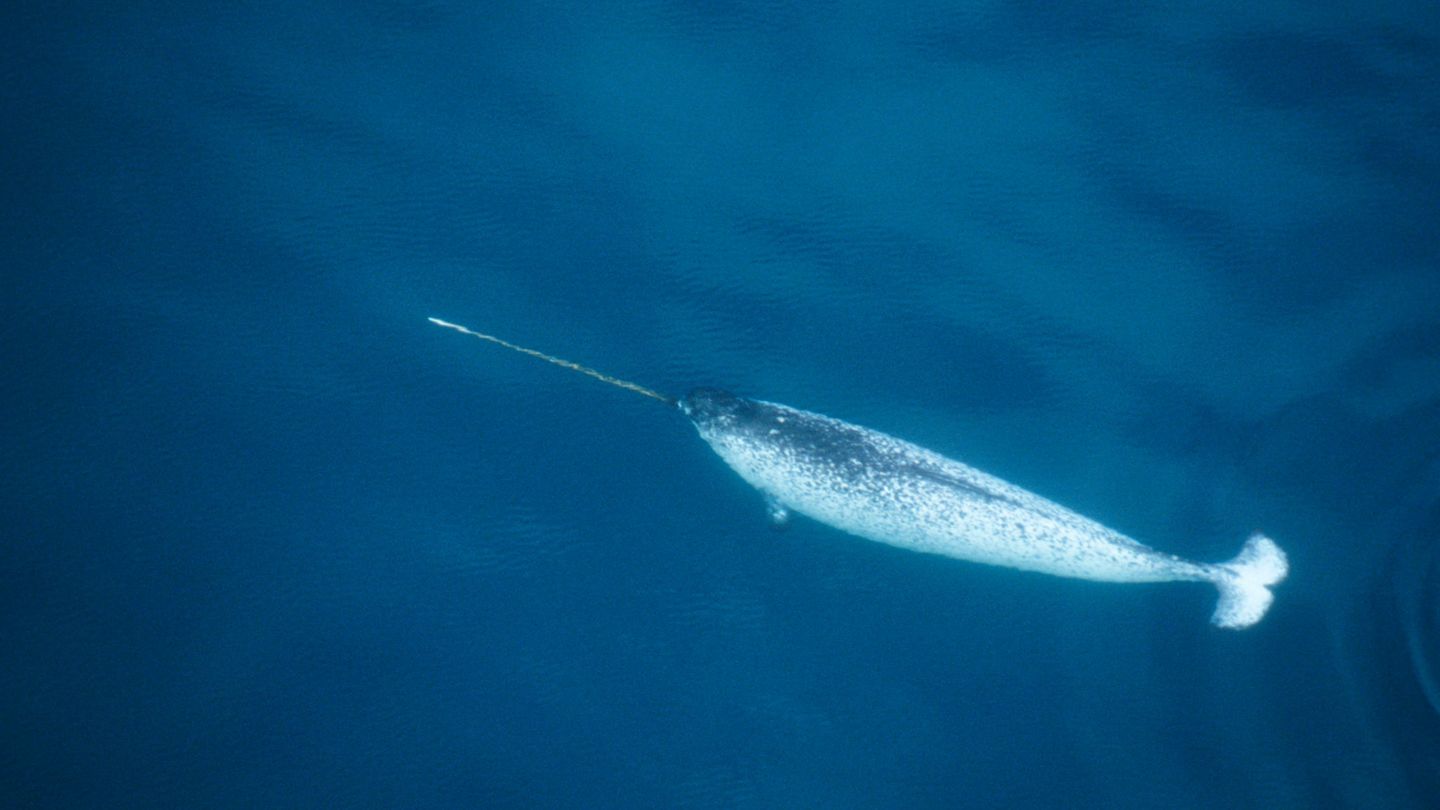 Seltsame Tiere Narwal im Meer