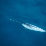 Seltsame Tiere Narwal im Meer