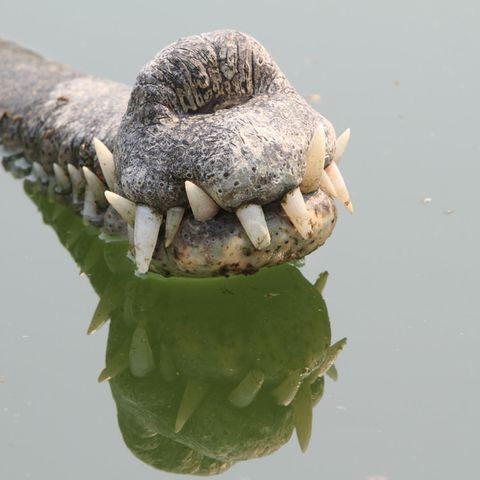 Seltsame Tiere Gangesgavial