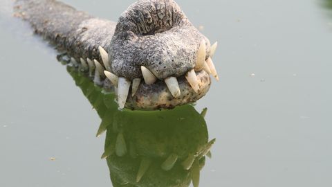 Seltsame Tiere Gangesgavial