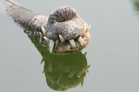 Seltsame Tiere Gangesgavial