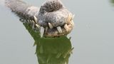 Seltsame Tiere Gangesgavial