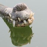 Seltsame Tiere Gangesgavial