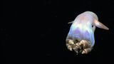 Seltsame Tiere Dumbo Oktopus