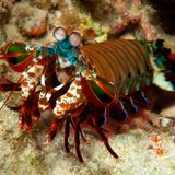 Seltsame Tiere Clownfangschreckenkrebs