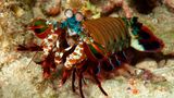 Seltsame Tiere Clownfangschreckenkrebs
